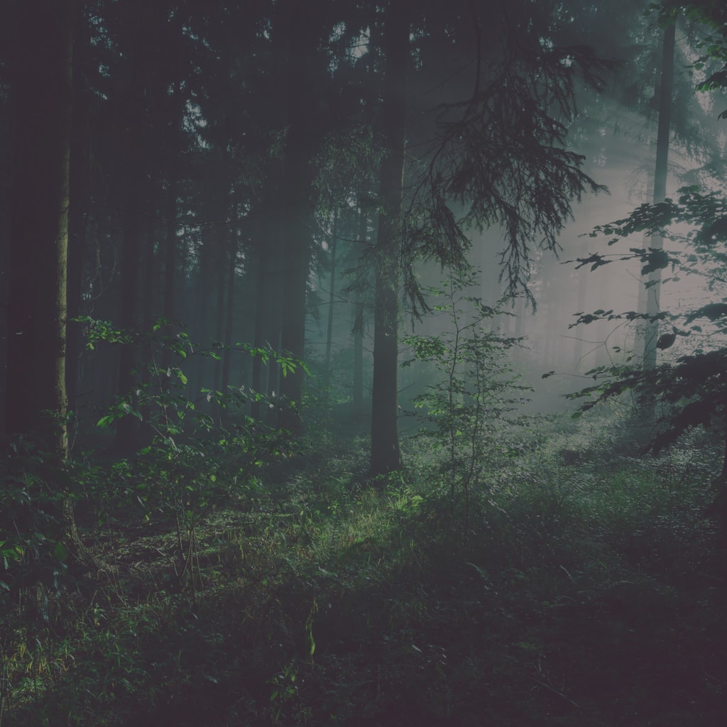 Woods & Forests